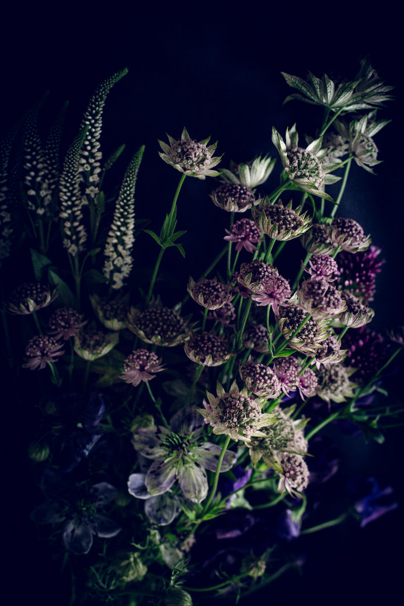 Courage – bold floral fine art print, Rewilding series by Carla Coulson