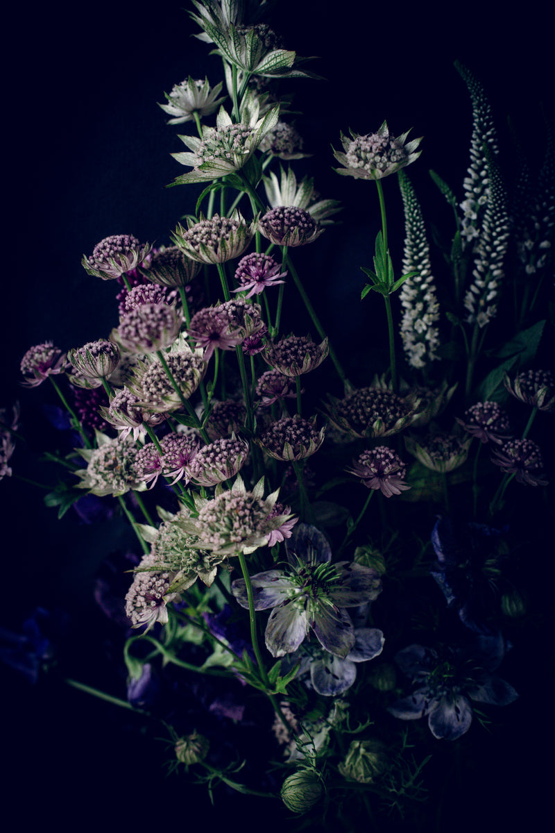 Curiosity – fine art flower photography print, Rewilding series by Carla Coulson