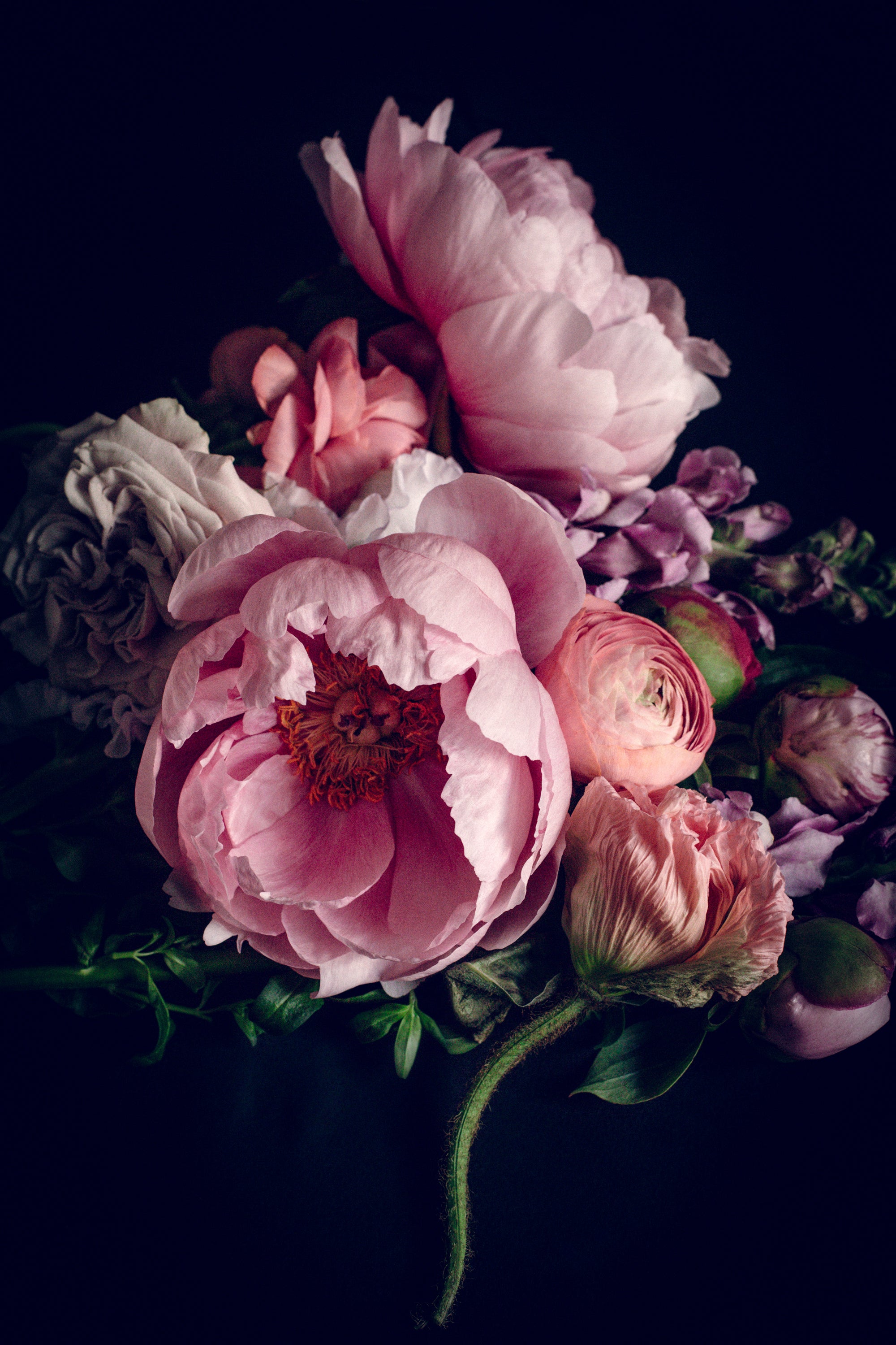 Honesty – delicate floral fine art print, Rewilding collection by Carla Coulson