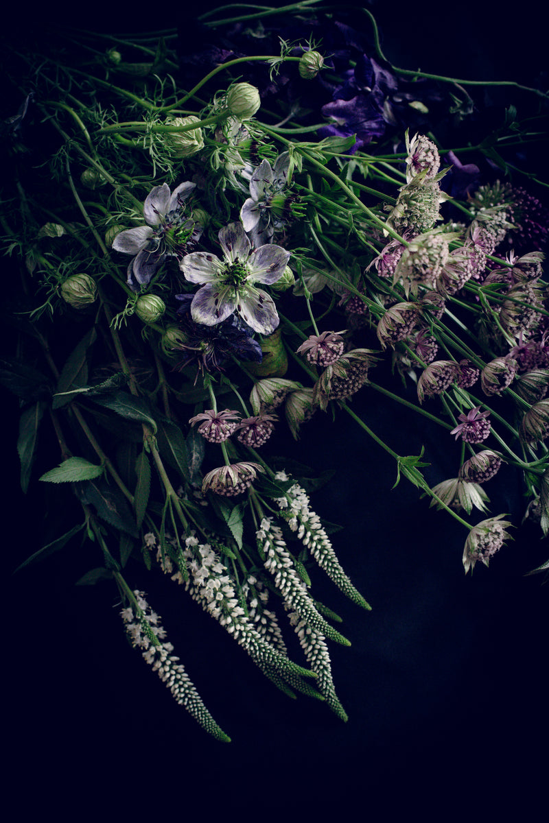 Perseverance – fine art botanical print, Rewilding collection by Carla Coulson