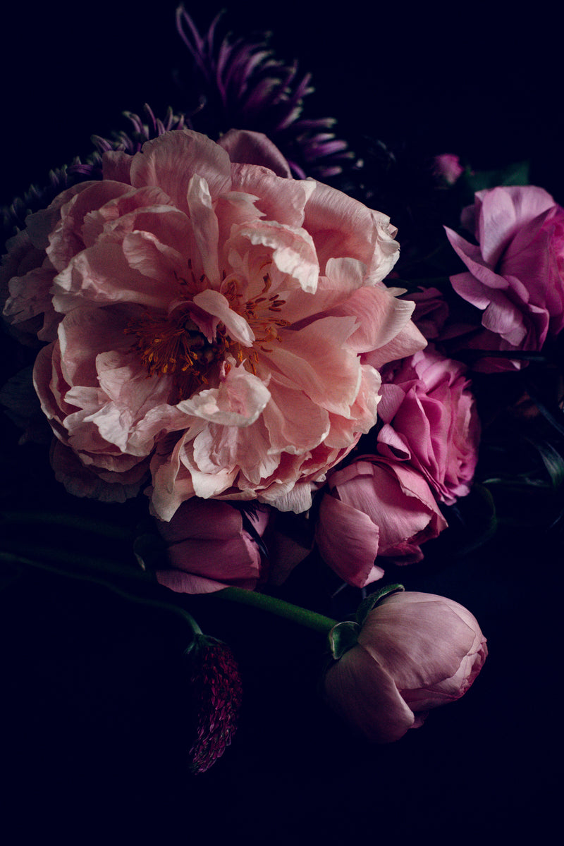 Stillness – fine art flower photography print, Rewilding series by Carla Coulson